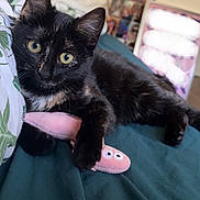 Bao a rejoint le concours — aidez-le/la à gagner de superbes lots ! animal, bed, bedspread, black_tortoiseshell, cat, clawing, collage, cute, domestic_animal, feline, green_bedspread, indoor, kitten, lying_down, pet, photo_wall, plush_toy, soft_toy, toy, young_cat