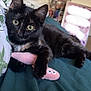 animal, bed, bedspread, black_tortoiseshell, cat, clawing, collage, cute, domestic_animal, feline, green_bedspread, indoor, kitten, lying_down, pet, photo_wall, plush_toy, soft_toy, toy, young_cat