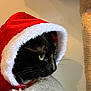 Bao a rejoint le concours — aidez-le/la à gagner de superbes lots ! animal, black_cat, cat, christmas, closeup, cozy, cute, feline, fur, green_eyes, holiday, indoor, pet, portrait, red_hat, resting, santa_hat, scratching_post, whiskers, white_fur_trim