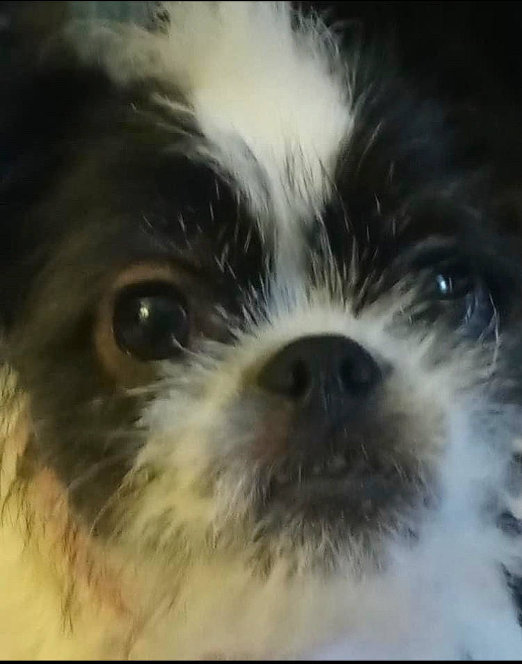 Sassy joined the competition — help win amazing prizes! canidae, carnivore, companion_dog, dog, dog_breed, fur, liver, macro_photography, maltepoo, non_sporting_group, puppy, shih_tzu, small_terrier, snout, sporting_group, terrestrial_animal, terrier, toy_dog, whiskers, working_animal