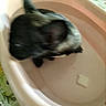 Tallia participe au concours pour gagner de l'argent avec cette photo : animal, basin, black, blurry, brown, closeup, container, cute, dog, domestic, ear, floor, fur, household, indoor, motion_blur, paw, pet, pink, small