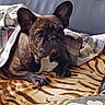 Tallia participe au concours pour gagner de l'argent avec cette photo : animal, blanket, brindle, couch, cozy, dog, ears, face, flower_pattern, french_bulldog, home, indoor, leather, living_room, pet, plaid, plate, resting, small_dog, tablecloth