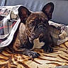 french_bulldog, dog, pet, blanket, plaid, couch, leather_couch, indoor, animal, resting, brown, patterned_blanket, ears, face, paw, looking, curious, comfort, home, cozy