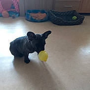 Tallia a rejoint le concours — aidez-le/la à gagner de superbes lots ! animal, ball, balloon, black_dog, cabinet, cute, dog, domestic, drawer, floor, flooring, home, indoor, living_room, pet, pet_bed, playful, small_dog, toy, yellow