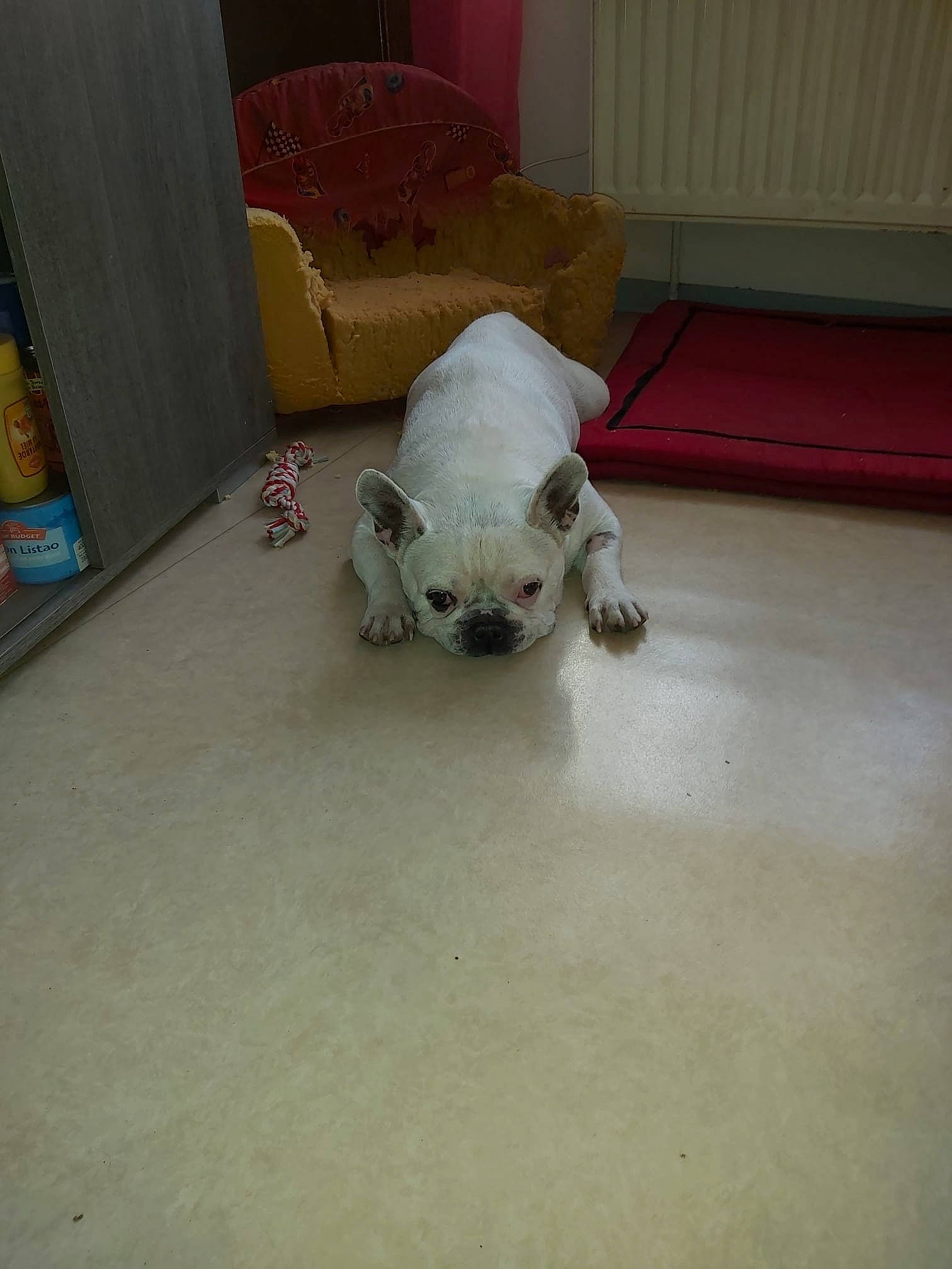 Hector participe au concours pour gagner de l'argent avec cette photo : art, bone, canidae, carnivore, companion_dog, dog_breed, fawn, felidae, floor, flooring, hardwood, room, snout, sporting_group, stuffed_toy, tail, terrestrial_animal, toy, wood, working_animal