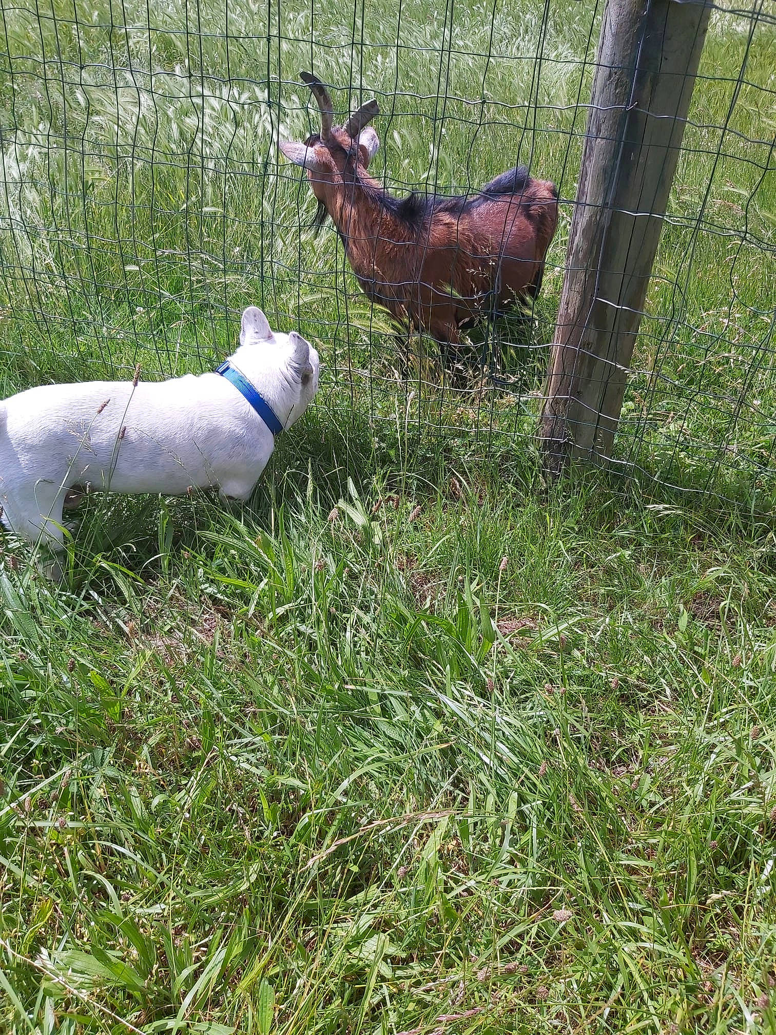 Hector a rejoint le concours — aidez-le/la à gagner de superbes lots ! beak, carnivore, dog_breed, fence, field, grass, grass_family, grassland, groundcover, mesh, natural_material, pasture, plant, prairie, shrub, sporting_group, tail, terrestrial_animal, wildlife, wire_fencing