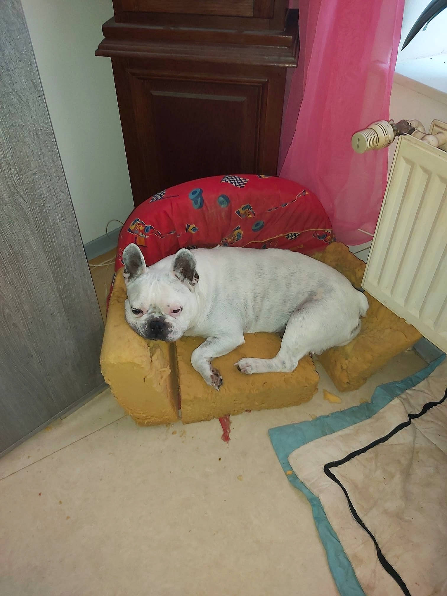 Hector participe au concours pour gagner de l'argent avec cette photo : ball, carnivore, comfort, companion_dog, couch, curtain, dog, dog_breed, door, fawn, felidae, floor, flooring, football, hardwood, small_to_medium_sized_cats, sporting_group, tail, whiskers, wood