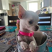 Chata joined the competition — help win amazing prizes! animal, blurred_background, chihuahua, closeup, cute, decor, dog, ears, flower_pot, furniture, indoor, kitchen, paws, pet, pink_collar, puppy, skull_container, small_dog, tablecloth, white_dog
