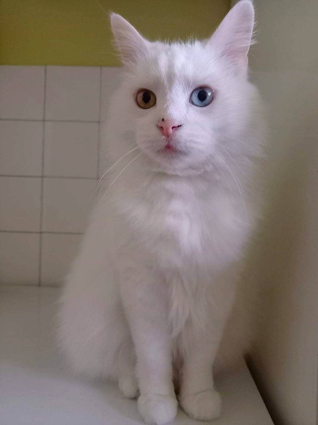 Chanel a rejoint le concours — aidez-le/la à gagner de superbes lots ! carnivore, cat, domestic_short_haired_cat, ear, felidae, fur, paw, small_to_medium_sized_cats, snout, tail, whiskers