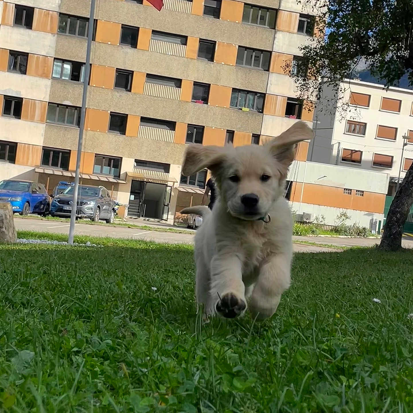 Vénus a rejoint le concours — aidez-le/la à gagner de superbes lots ! animal, architecture, building, canine, car, dog, flag, grass, lawn, machine, officebuilding, pet, plant, puppy, transportation, unitedarabemiratesflag, vehicle, wheel