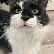 Liam joined the competition — help win amazing prizes! cat, black_and_white, close_up, whiskers, yellow_eyes, indoor, curious, pet, feline, animal, face, fur, domestic, looking, flooring, soft_light, portrait, muzzle, ears, nose