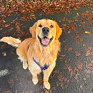 Woody a rejoint le concours — aidez-le/la à gagner de superbes lots ! animal, autumn, canine, closeup, dog, friendly, fur, golden_retriever, happy, leash, leaves, nature, outdoor, pavement, pet, playful, seasonal, sitting, smiling, walk