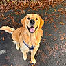 animal, autumn, canine, closeup, dog, friendly, fur, golden_retriever, happy, leash, leaves, nature, outdoor, pavement, pet, playful, seasonal, sitting, smiling, walk