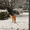 Woody participe au concours pour gagner de l'argent avec cette photo : animal, backyard, bush, canine, cold, daylight, dog, frozen, fur, golden_retriever, nature, outdoor, pet, quiet, scenery, snow, snowy_ground, standing, tree, winter