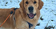 Woody participe au concours pour gagner de l'argent avec cette photo : animal, canine, cold, daytime, dog, field, fur, golden_retriever, grass, happy, harness, leafless_bushes, leash, nature, outdoor, pet, playful, snow, tongue_out, winter