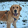 animal, canine, cold, daytime, dog, field, fur, golden_retriever, grass, happy, harness, leafless_bushes, leash, nature, outdoor, pet, playful, snow, tongue_out, winter