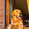 Woody participe au concours pour gagner de l'argent avec cette photo : animal, brick_wall, curtain, dog, flower, fur, golden_retriever, happy, home, indoors, paw, pet, plant, red_bandana, smiling, sunlight, tongue_out, toy, window, wood