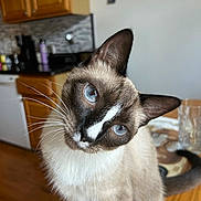 Sox is registered to the contest to win money with this photo: cat, siamese_cat, blue_eyes, curious, whiskers, indoor, kitchen, wooden_table, furniture, pet, animal, domestic_cat, closeup, head_tilt, fur, ears, face, domestic_animal, table, background_blur