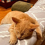 Sully is registered to the contest to win money with this photo: cat, orange_cat, tabby, sleeping, nap, pet, indoor, sofa, cushion, bedding, paw, whiskers, fur, close_up, relaxed, cute, bedroom, wooden_floor, home, portrait