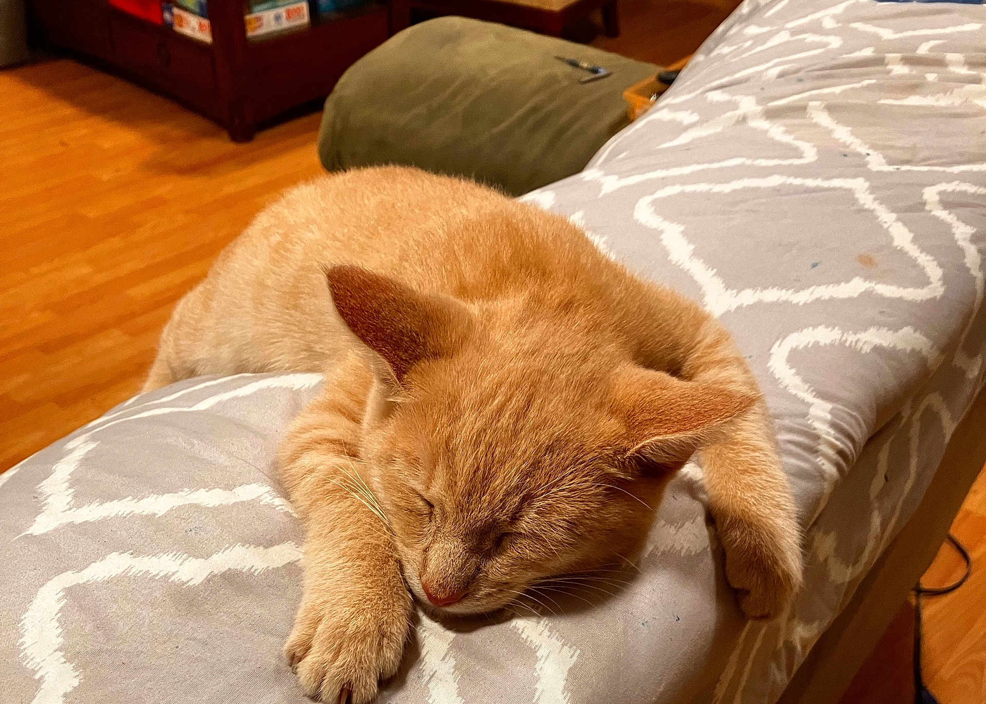 Sully is registered to the contest to win money with this photo: cat, orange_cat, tabby, sleeping, nap, pet, indoor, sofa, cushion, bedding, paw, whiskers, fur, close_up, relaxed, cute, bedroom, wooden_floor, home, portrait