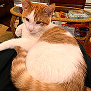 Mike Wazowski is registered to the contest to win money with this photo: cat, orange_cat, white_cat, pet, indoor, living_room, wicker_table, board_games, cozy, tail, fur, curled_up, close_up, portrait, whiskers, relaxed, sofa, cabinet, coffee_table, home_decor