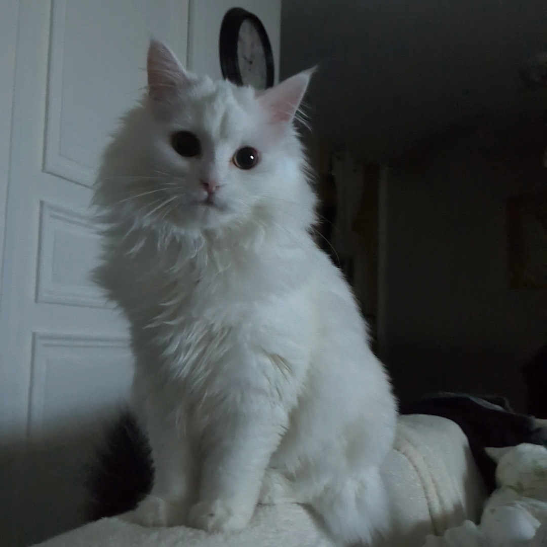Luna
