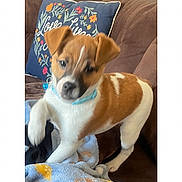 Ba-Dee is registered to the contest to win money with this photo: animal, blanket, blurry, brown_and_white, canine, collar, couch, cozy, date, dog, furniture, indoor, living_room, pet, phone_screenshot, pillow, playful, puppy, text_overlay, young_dog