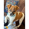 puppy, dog, brown_and_white, couch, blanket, pillow, indoor, pet, canine, animal, furniture, young_dog, collar, playful, blurry, phone_screenshot, text_overlay, date, living_room, cozy