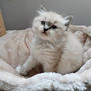 Nala a rejoint le concours — aidez-le/la à gagner de superbes lots ! adorable, animal, bed, blue_eyes, cat, comfort, cozy, curious, cute, domestic, feline, fluffy, fur, indoor, kitten, pet, playful, resting, soft, young