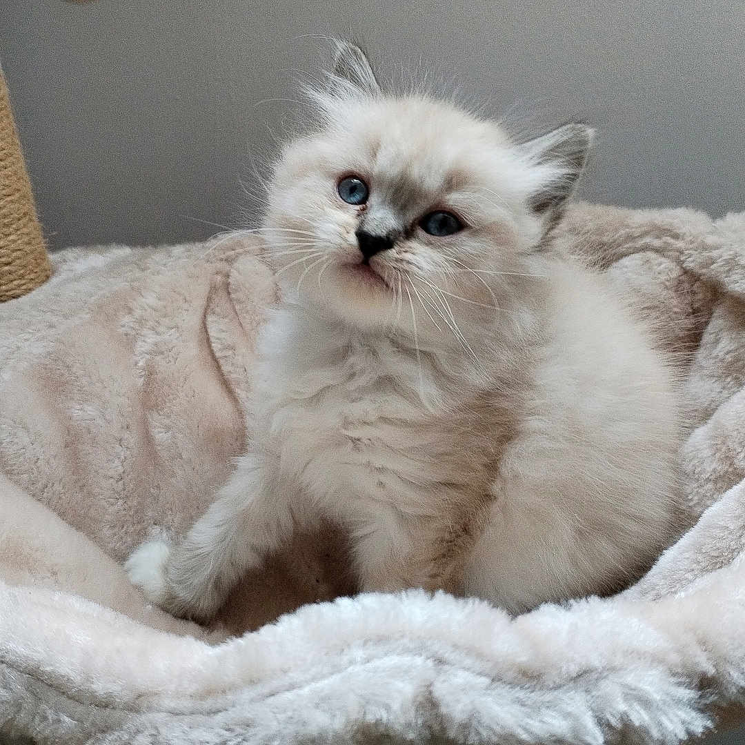 Nala