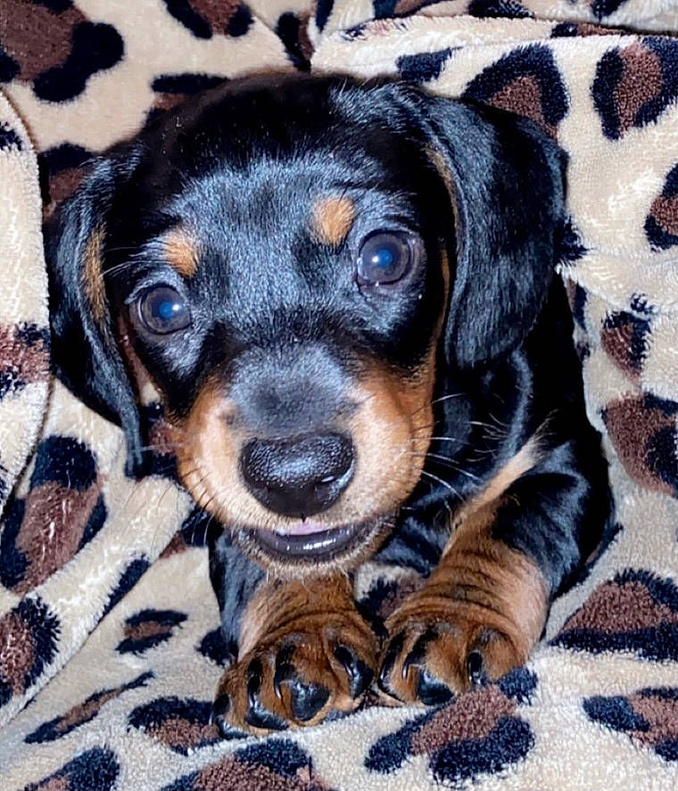 Hoosier is registered to the contest to win money with this photo: austrian_black_and_tan_hound, black_and_tan_coonhound, canidae, carnivore, companion_dog, dachshund, dog, dog_breed, fawn, hound, mammal, puppy, rare_breed_dog, snout, transylvanian_hound, vertebrate