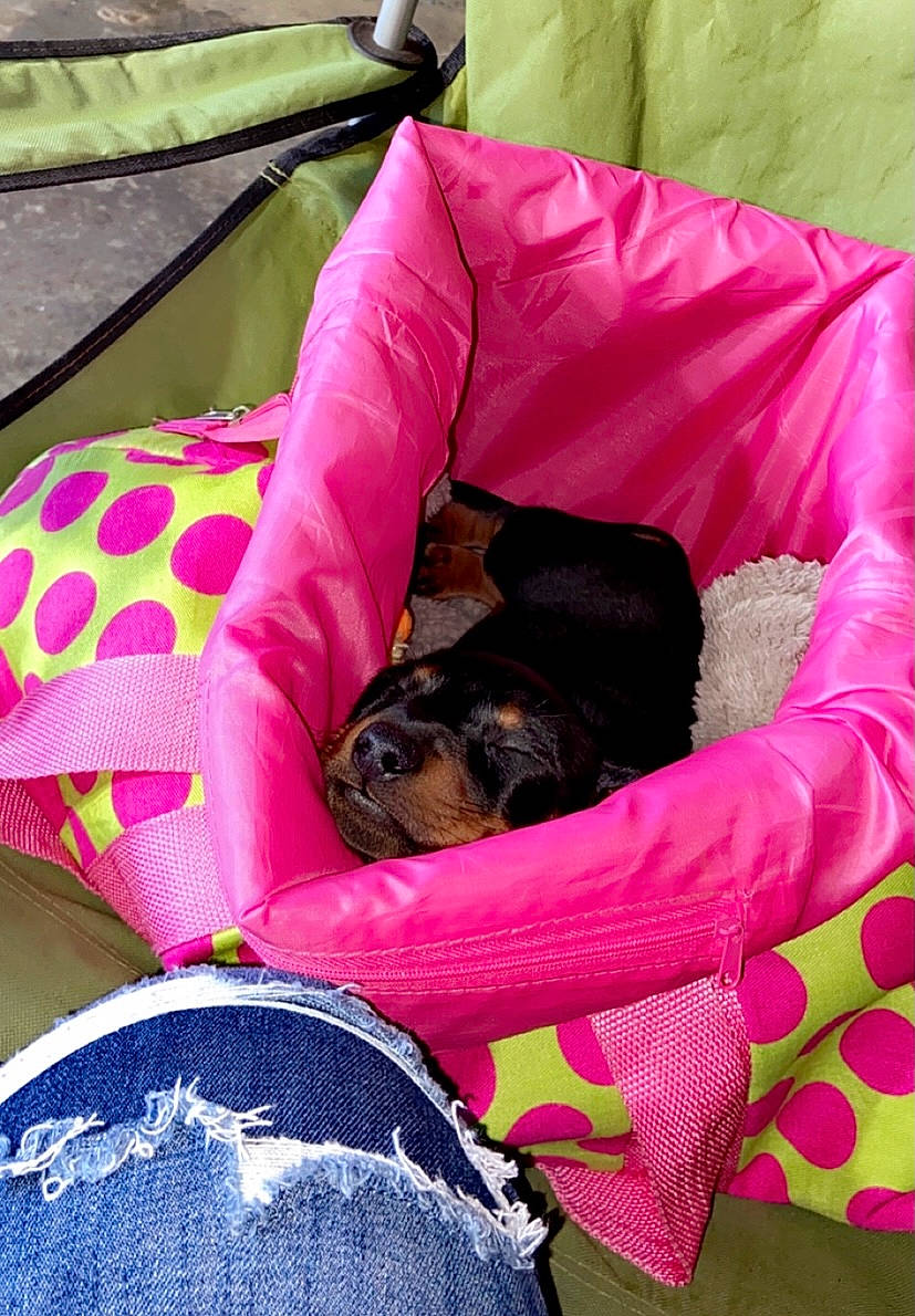 Hoosier joined the competition — help win amazing prizes! canidae, carnivore, companion_dog, dog, dog_breed, furniture, miniature_pinscher, pink, puppy, sporting_group, toy_dog