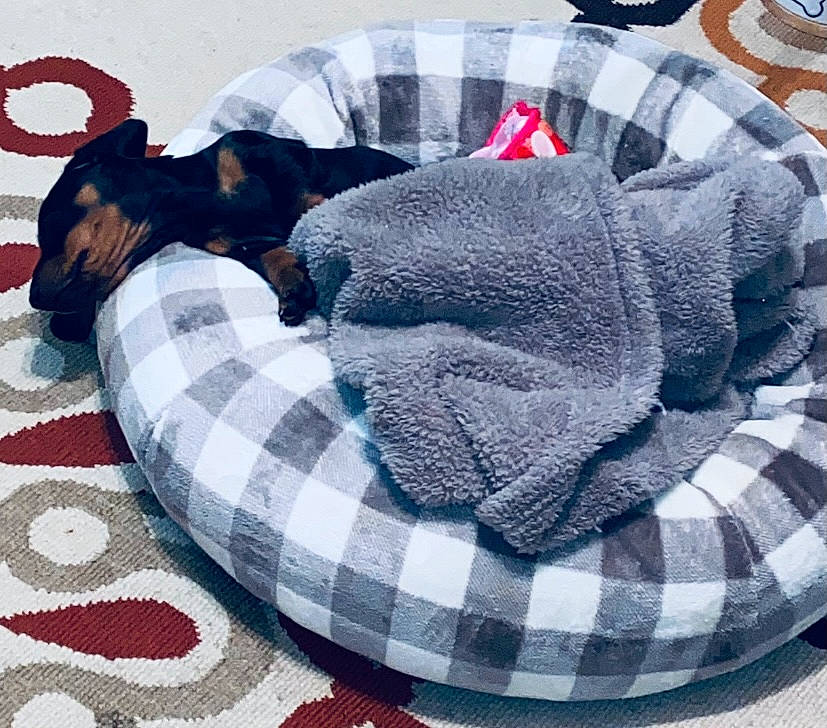 Hoosier is registered to the contest to win money with this photo: canidae, carnivore, chihuahua, comfort, dachshund, dog, dog_bed, dog_breed, miniature_pinscher, nap, pattern, plaid, puppy, tartan, toy_dog