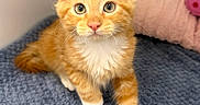 Chester joined the competition — help win amazing prizes! cat, kitten, orange_tabby, white_chest, white_paws, pet, animal, sitting, indoors, portrait, closeup, blue_blanket, pink_bed, toy, furry, whiskers, ears, green_eyes, cute, cozy
