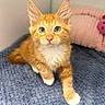 cat, kitten, orange_tabby, white_chest, white_paws, pet, animal, sitting, indoors, portrait, closeup, blue_blanket, pink_bed, toy, furry, whiskers, ears, green_eyes, cute, cozy