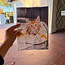 Chester is registered to the contest to win money with this photo: cat, kitten, ginger_cat, animal, pet, portrait, photograph, printed_photo, hand, indoor_outdoor, patio, terracotta_tiles, sunlight, blanket, fluffy, blue_eyes, face, ears, home, cute