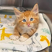Chester joined the competition — help win amazing prizes! cat, kitten, orange_cat, ginger_cat, blue_eyes, animal, pet, feline, whiskers, ears, pink_nose, fluffy, sitting, blanket, cozy, indoors, portrait, closeup, cute, photography