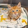 cat, kitten, orange_cat, ginger_cat, blue_eyes, animal, pet, feline, whiskers, ears, pink_nose, fluffy, sitting, blanket, cozy, indoors, portrait, closeup, cute, photography