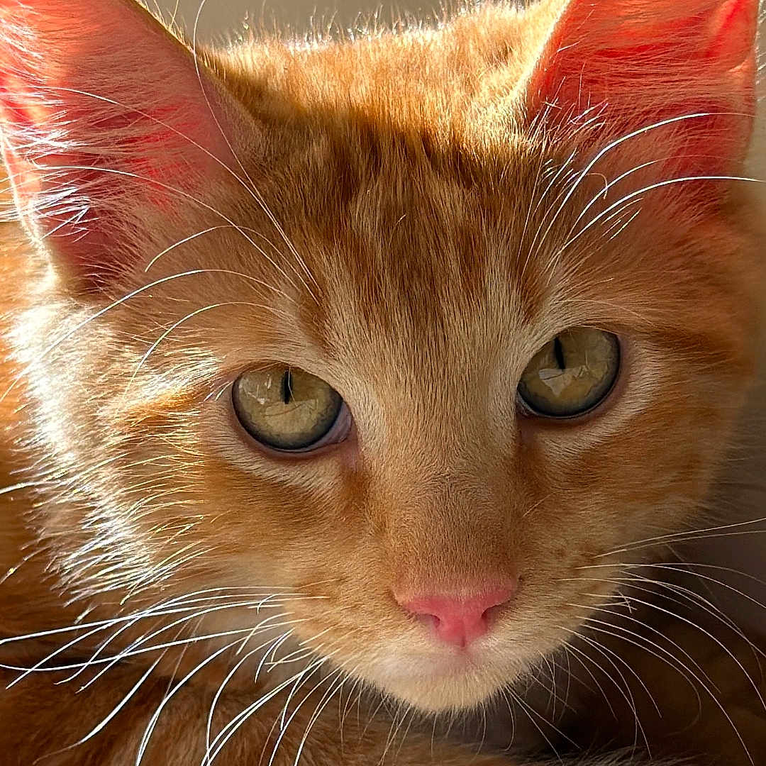 Chester joined the competition — help win amazing prizes! cat, orange_cat, tabby, white_paw, feline, pet, close_up, portrait, whiskers, green_eyes, pink_nose, large_ears, fur, striped_fur, lying_down, couch, indoor, warm_lighting, animal_face, photography