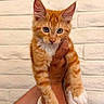 Chester is registered to the contest to win money with this photo: kitten, cat, ginger_cat, orange_fur, white_paws, feline, pet, animal, portrait, close_up, wide_eyes, whiskers, pointed_ears, striped_fur, being_held, human_hand, brick_wall, indoor, cute, photography
