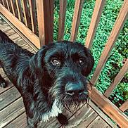 Rowdy is registered to the contest to win money with this photo: dog, black_dog, white_chest, wet_nose, wooden_deck, wooden_railing, green_foliage, outdoor, pet, canine, close_up, curious, animal, fur, portrait, looking_up, daylight, nature, wood, friendly