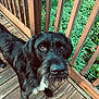 dog, black_dog, white_chest, wet_nose, wooden_deck, wooden_railing, green_foliage, outdoor, pet, canine, close_up, curious, animal, fur, portrait, looking_up, daylight, nature, wood, friendly