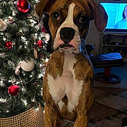 Bella joined the competition — help win amazing prizes! dog, boxer, christmas_tree, ornaments, living_room, holiday, decorations, pine_cones, lights, fur, pet, animal, indoors, furniture, television, carpet, star, couch, warm_lighting, closeup