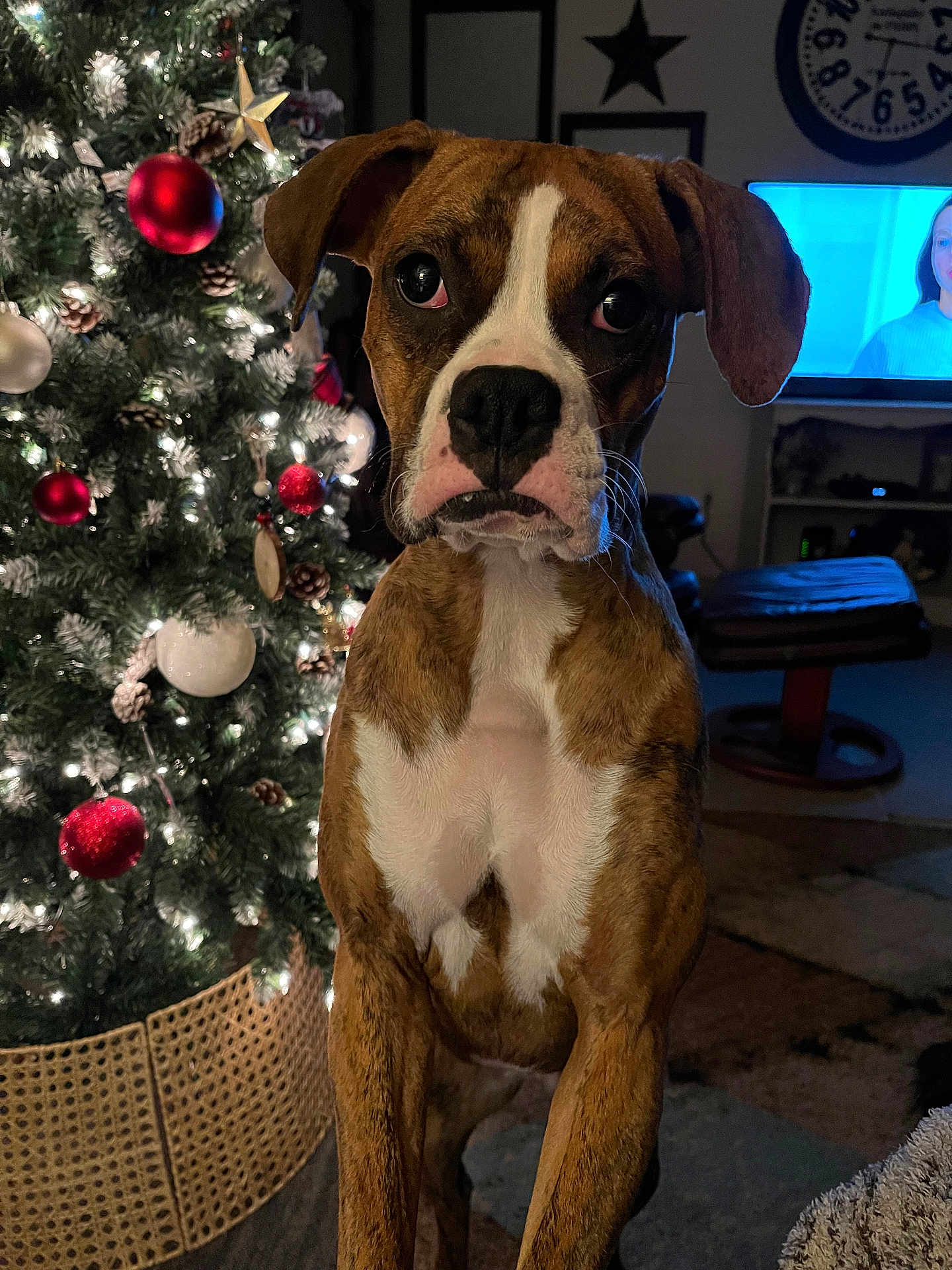 Bella joined the competition — help win amazing prizes! dog, boxer, christmas_tree, ornaments, living_room, holiday, decorations, pine_cones, lights, fur, pet, animal, indoors, furniture, television, carpet, star, couch, warm_lighting, closeup
