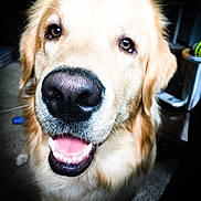 Harley joined the competition — help win amazing prizes! dog, golden_retriever, pet, close_up, smiling, happy, indoor, animal, canine, fur, tongue, nose, face, domestic_animal, mammal, friendly, companion, cute, looking_at_camera, teeth