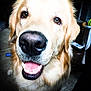 dog, golden_retriever, pet, close_up, smiling, happy, indoor, animal, canine, fur, tongue, nose, face, domestic_animal, mammal, friendly, companion, cute, looking_at_camera, teeth