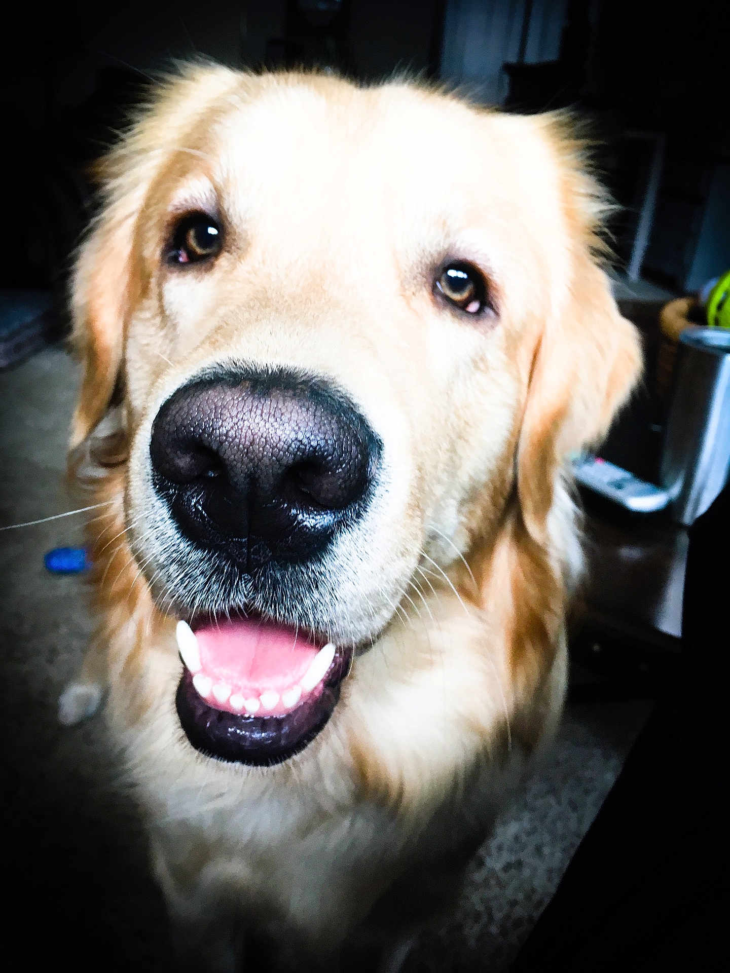 Harley