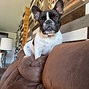 Franky joined the competition — help win amazing prizes! dog, french_bulldog, pet, indoor, couch, brown, wall_decor, lamp, ears, animal, fur, cute, looking, seated, living_room, home, comfort, house, portrait, domestic