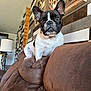 dog, french_bulldog, pet, indoor, couch, brown, wall_decor, lamp, ears, animal, fur, cute, looking, seated, living_room, home, comfort, house, portrait, domestic
