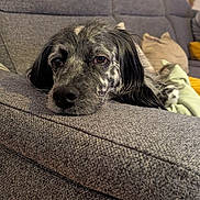 Naya participe au concours pour gagner de l'argent avec cette photo : dog, canine, pet, resting, couch, sofa, indoor, home, relaxed, sleepy, furniture, fabric, living_room, animal, mammal, closeup, laying_down, domestic_animal, calm, companion